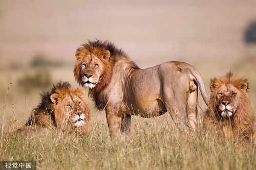 推荐一部超好看的动物纪录片(极美的视觉及心灵盛宴~)