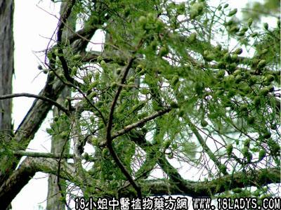 中草药图片大全 中草药图片大全(s开头) > 水松(中药材植物名:水松柏)