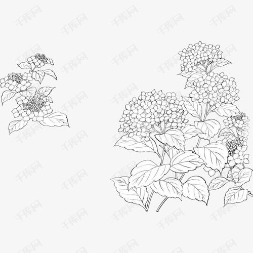 手绘素描丁香花簇插图png