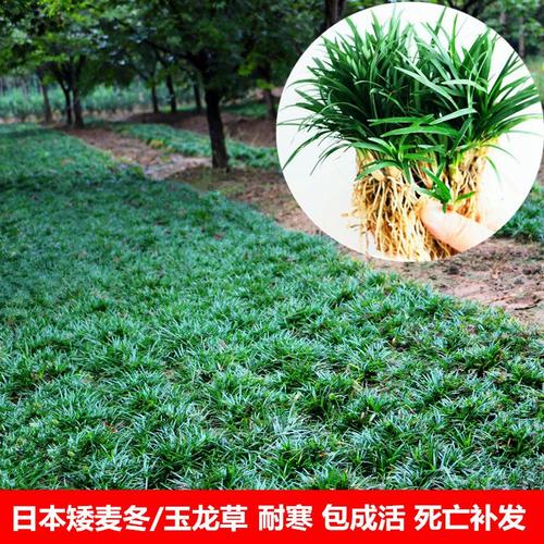 日本矮麦冬草庭院玉龙草高档别墅地被植物绿化苗金边