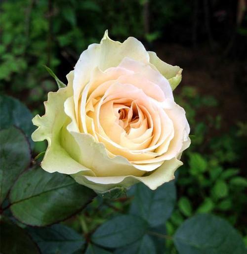 阳台庭院花卉欧月法国香水月季花苗法国金边重瓣月季盆栽