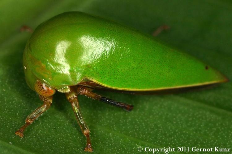 角蝉多具拟态,似植物的刺或突起.