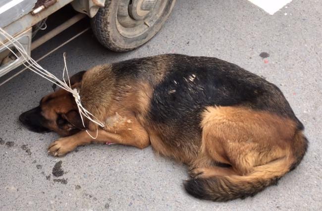 别人牵不走且即将临产的德牧还是被卖,大妈:养不起|狗狗|牧羊犬|怀孕