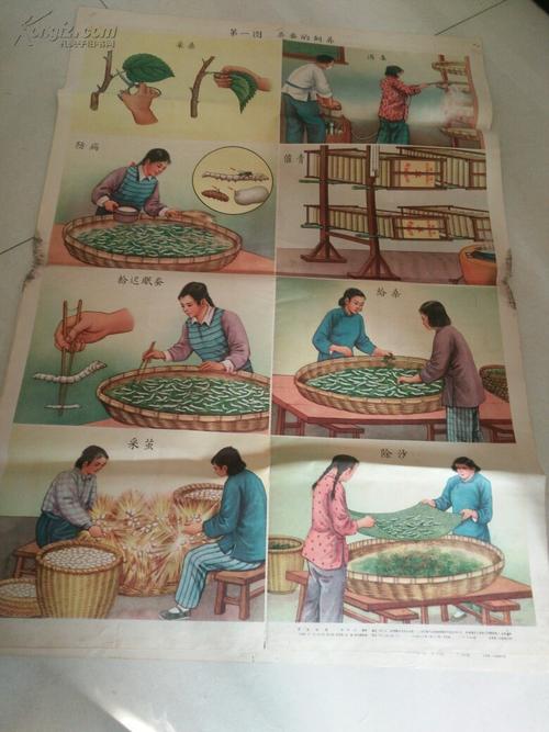 养蚕挂图(图1图4图5)