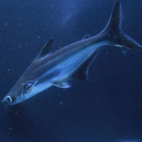 鲨鱼淡水活体成吉思汗鲨蓝大白大白鲨虎头银鲨凶猛鱼