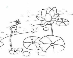 夏天水池荷花简笔画 简笔画图片大全-蒲城教育文学网