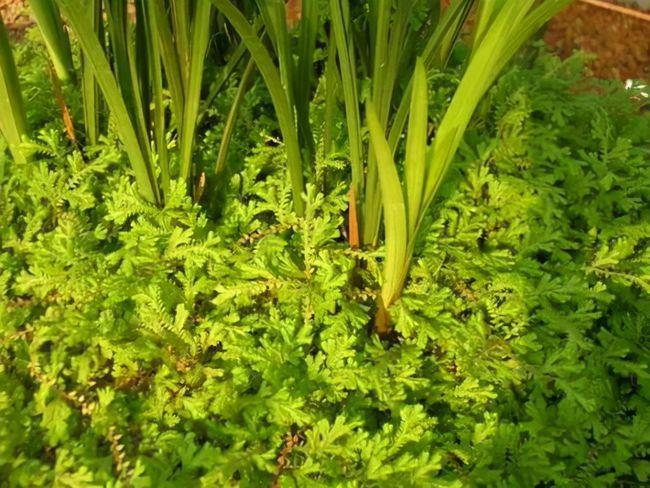 这种草是蕨类植物能给兰花铺面好看好养益处多比苔藓还好用