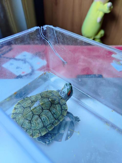 巴西龟的壳这样子,是要换壳了是生病了?