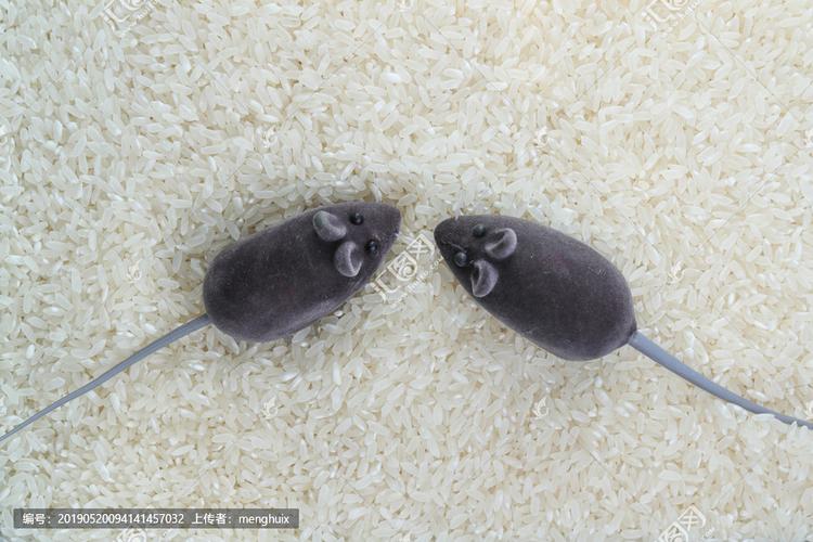 [正版商业] 老鼠大米