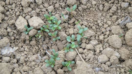 紫花苜蓿出苗良好; 云南农业信息网 干旱条件下,德宏试验站饲草