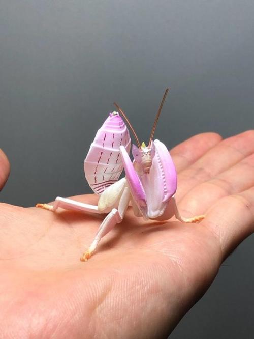 模玩资讯tarts原色图鉴系列拟态昆虫扭蛋叶39兰花螳螂