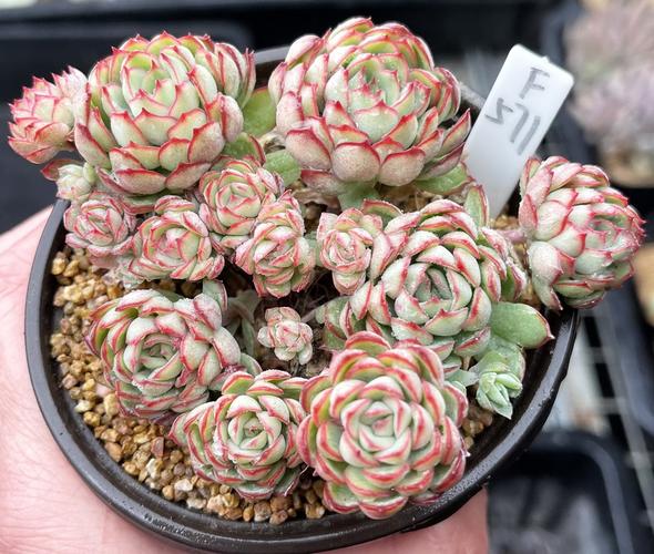 多肉植物爱多梦幻玫瑰群生不包厘米多肉植物