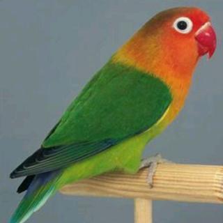 绿牡丹鹦鹉