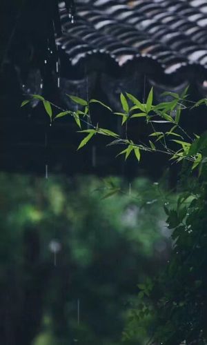 竹- 堆糖,美图壁纸兴趣社区