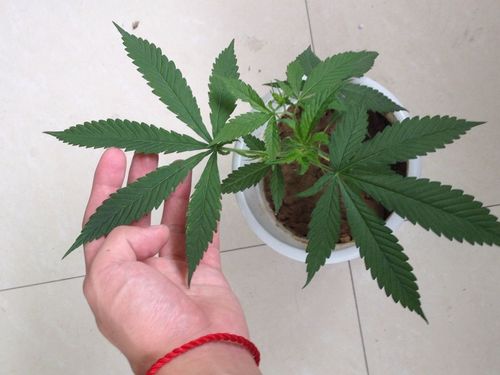 目测是蕨类  叶子呈锯齿状  长, 应该会开花.