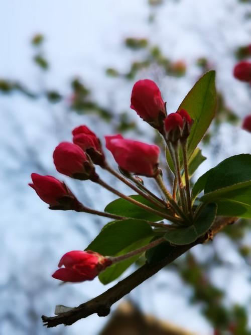 西花厅前树 海棠花依旧