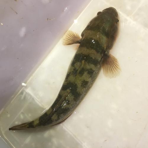 包活涂鳗鲟虎鱼海鲜食用海鱼皇帝鱼蝤蠓虎乌鱼一斤4到