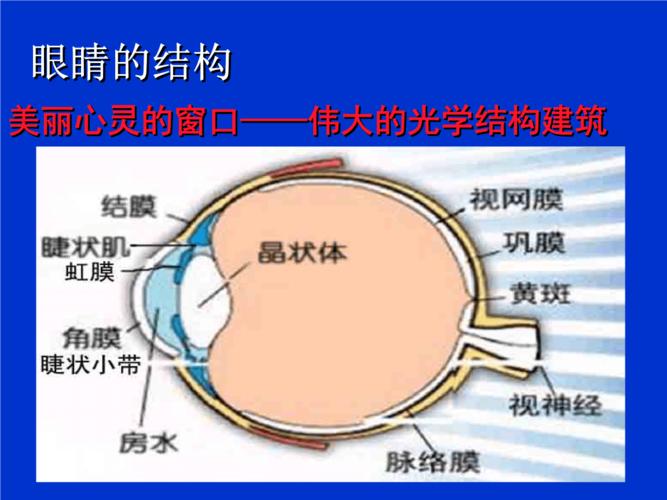 眼睛的结构.ppt