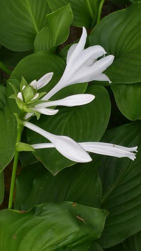 白鹤仙花鹤仙飞 逝时永远不能回