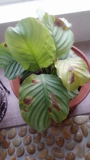 苹果竹芋叶子上面长黄斑怎么办?