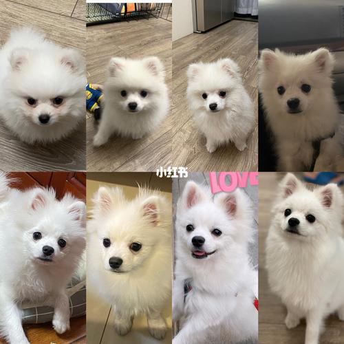 博美的尴尬期_博美_宠物_狗