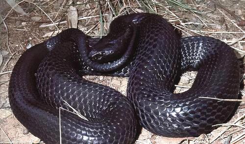 棘蛇的外表与蝮蛇颇为相近,结合它的绰号,也被成为"死亡蝮蛇".然而即