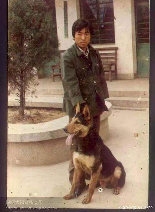80,90年代以前的早期昆明犬