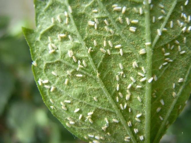 试说北京番茄病毒病40年的变迁以番茄黄化曲叶病毒病为主的时期