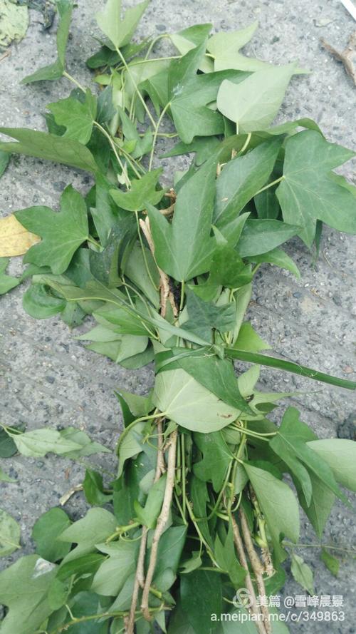 端午节,治百病民间100草药