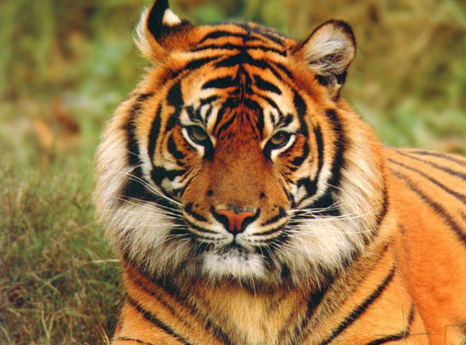 正文   在美国纽约布朗克斯动物园一只4岁老虎新冠病毒检测呈阳性后