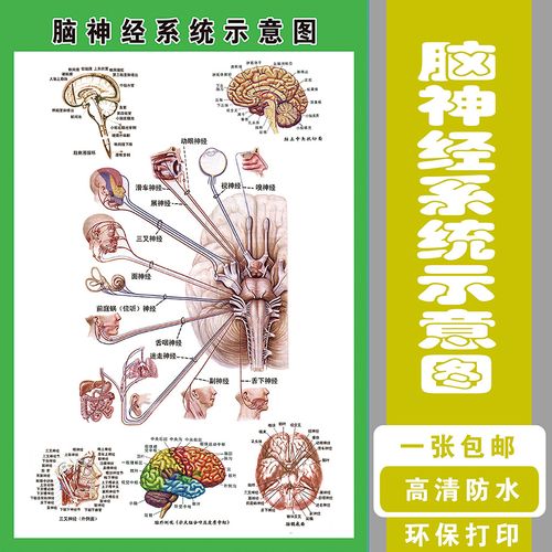 器官神经系统示意图脑部挂图展板人体解剖