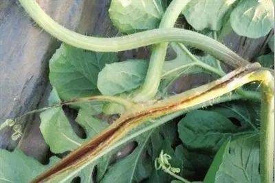 西瓜蔓枯病