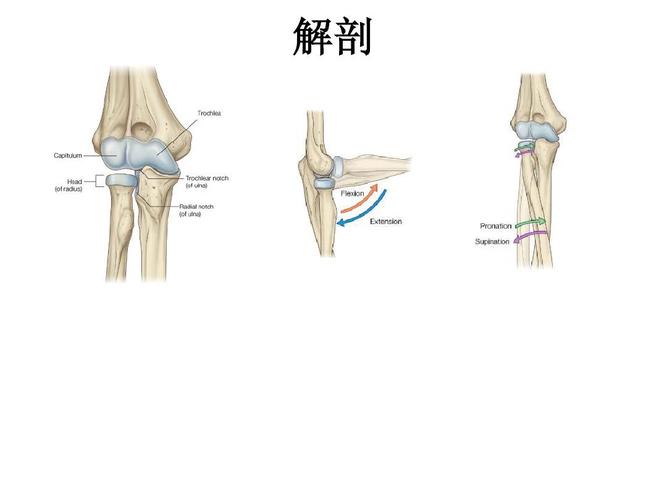 尺骨鹰嘴骨折ppt