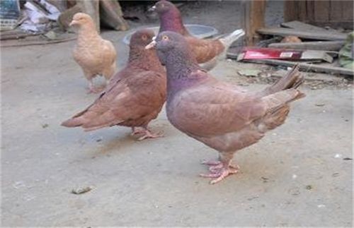 一些养殖户会在鸽苗里面选出一些优质鸽子当宠物鸽来培育,以获取双份