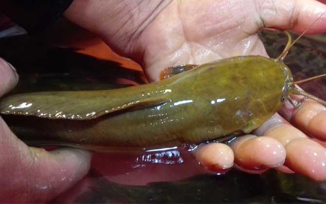 胡子鲶是什么鱼?