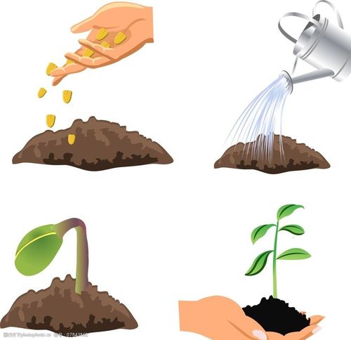 种子发芽过程图片
