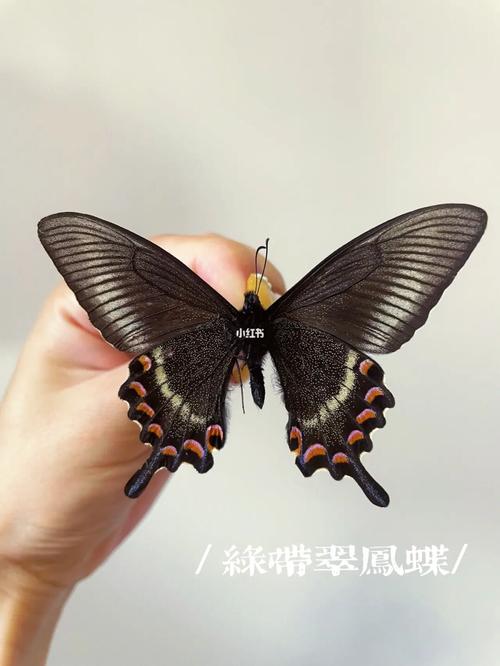 自带华丽气质——绿带翠凤蝶_日本_韩国_夏天去哪玩_春天去哪玩_蝴蝶