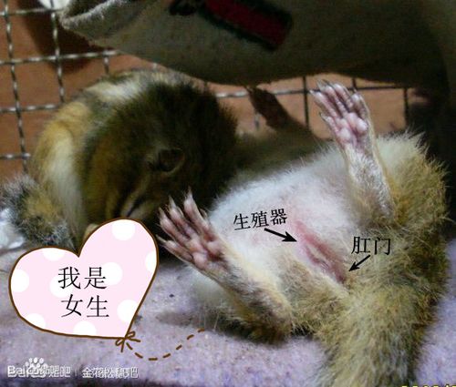 二,发情的时候 当松鼠发情的时候,是分辨松鼠公母最好的时机,公松鼠