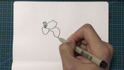 幼儿儿童简笔画百合花的画法