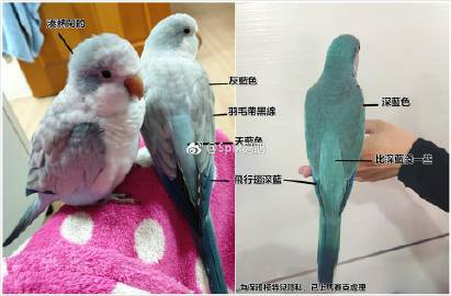 蓝银丝和蓝和尚鹦鹉的区别