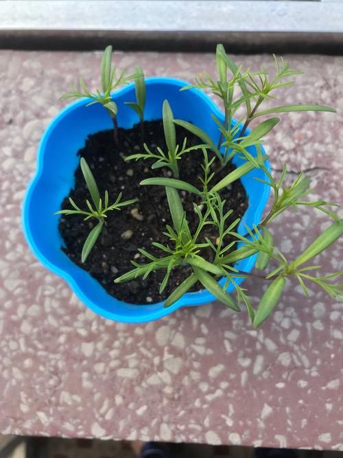 写美篇 2月27日      今天在给波斯菊浇水时,我发现它们的叶子真是