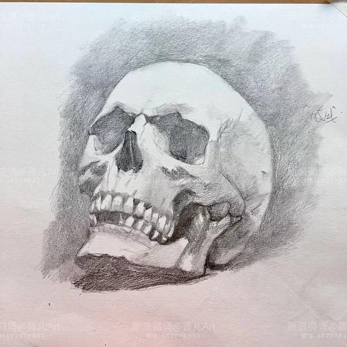 素描头骨