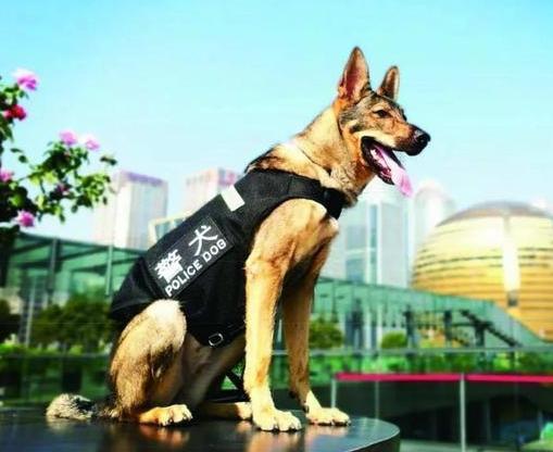 这6种狗狗,都是中国现用的警犬,个个威风凛凛!