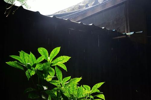 十首听雨诗词:雨声淅沥,你在思念谁?