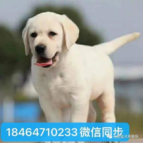拉布拉多犬价格报价纯种拉布拉多幼犬一只多少钱