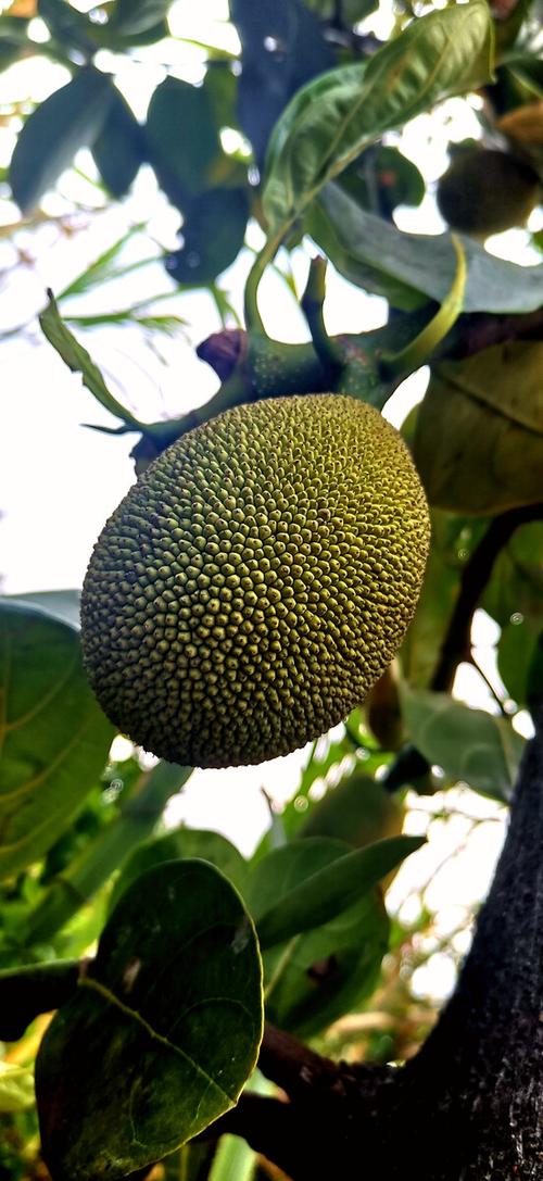 菠萝蜜木菠萝果实小时候