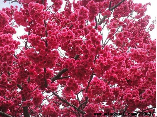 中国红樱花多少钱,最新批发采购报价格