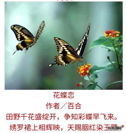 天天诗社《蝶恋花》诗会