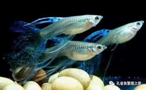 孔雀鱼的假性怀孕