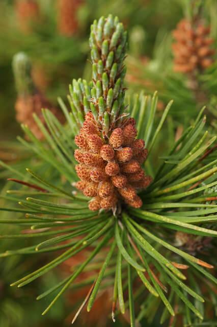 60  different types of pine trees (with names and